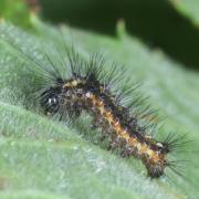 Acronicta rumicis (Linnaeus, 1758) - Noctuelle de la Patience (chenille)