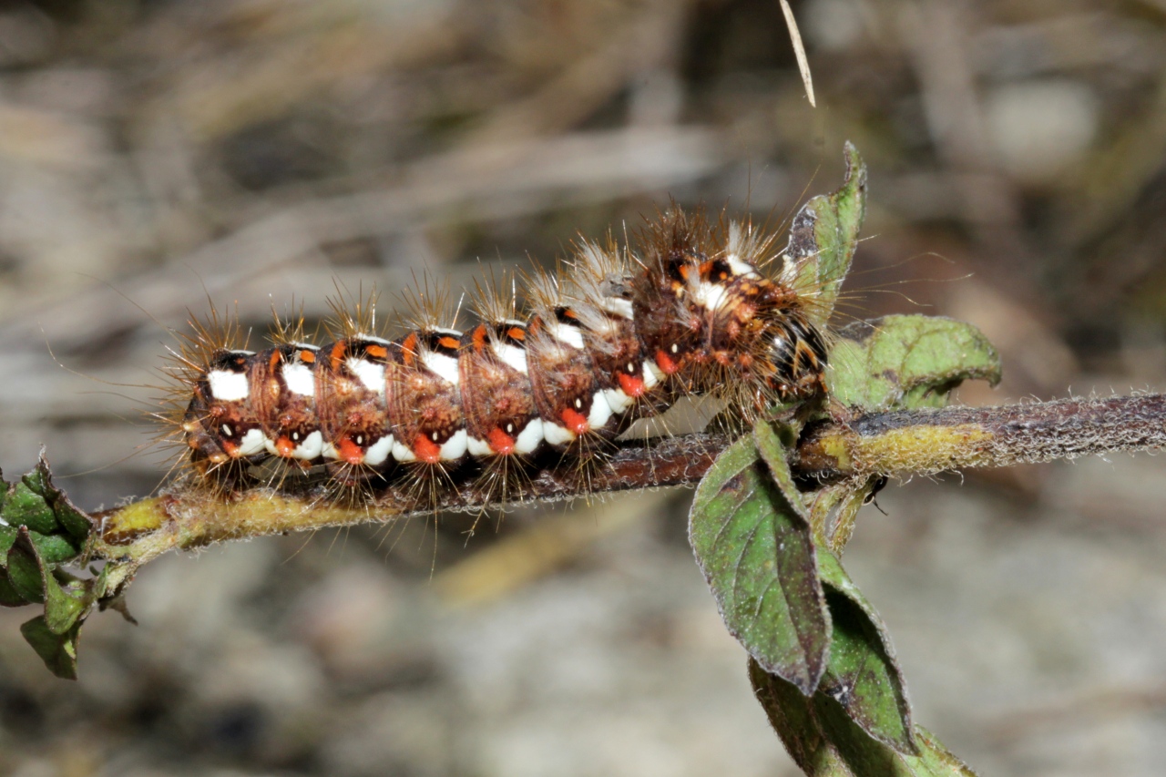 Acronicta rumicis (Linnaeus, 1758) - Noctuelle de la Patience (chenille)