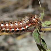 Acronicta rumicis (Linnaeus, 1758) - Noctuelle de la Patience (chenille)