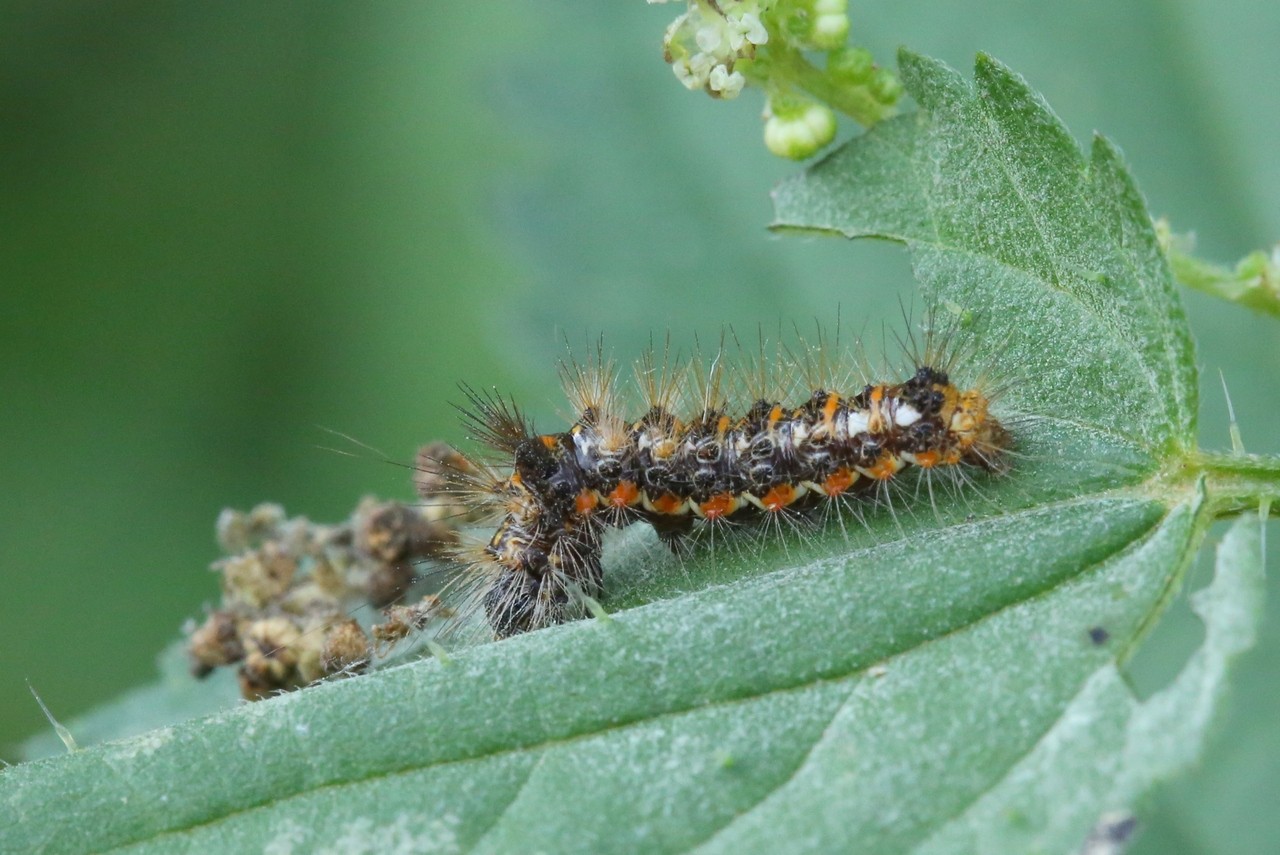 Acronicta rumicis (Linnaeus, 1758) - Noctuelle de la Patience (chenille)