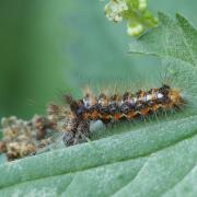 Acronicta rumicis (Linnaeus, 1758) - Noctuelle de la Patience (chenille)