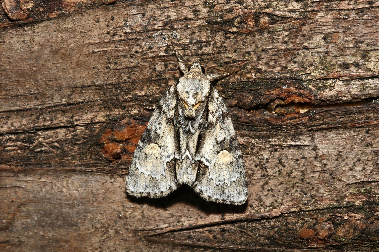 Acronicta strigosa (Denis & Schiffermüller, 1775) - Noctuelle Grisette