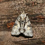 Acronicta strigosa (Denis & Schiffermüller, 1775) - Noctuelle Grisette