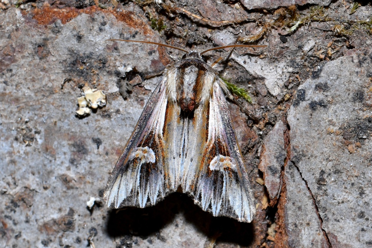 Actinotia polyodon (Clerck, 1759) - Camomilière