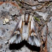 Actinotia polyodon (Clerck, 1759) - Camomilière