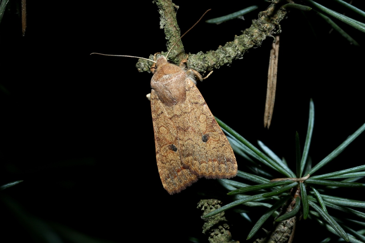 Sunira circellaris (Hufnagel, 1766) - Xanthie ferruginée