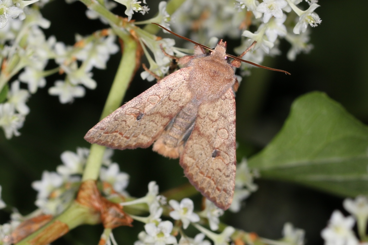 Sunira circellaris (Hufnagel, 1766) - Xanthie ferruginée