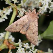 Sunira circellaris (Hufnagel, 1766) - Xanthie ferruginée