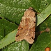 Anchoscelis litura (Linnaeus, 1760) - Xanthie liturée, Modeste