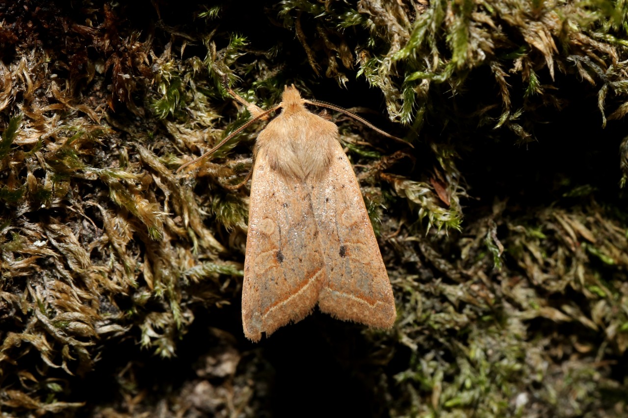 Leptologia macilenta (Hübner, 1809) - Xanthie noisette