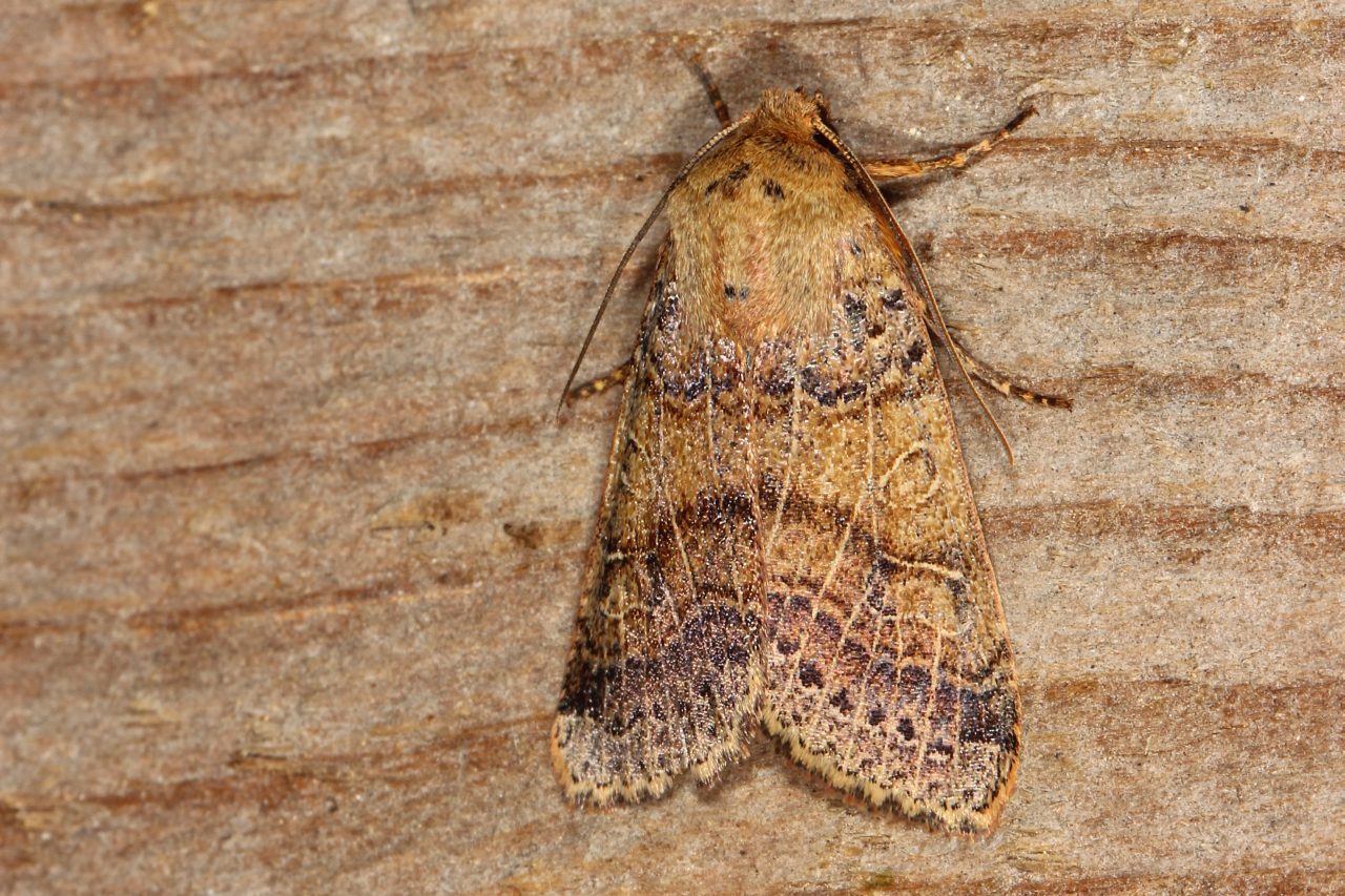 Anchoscelis sp nitida / pistacinoides