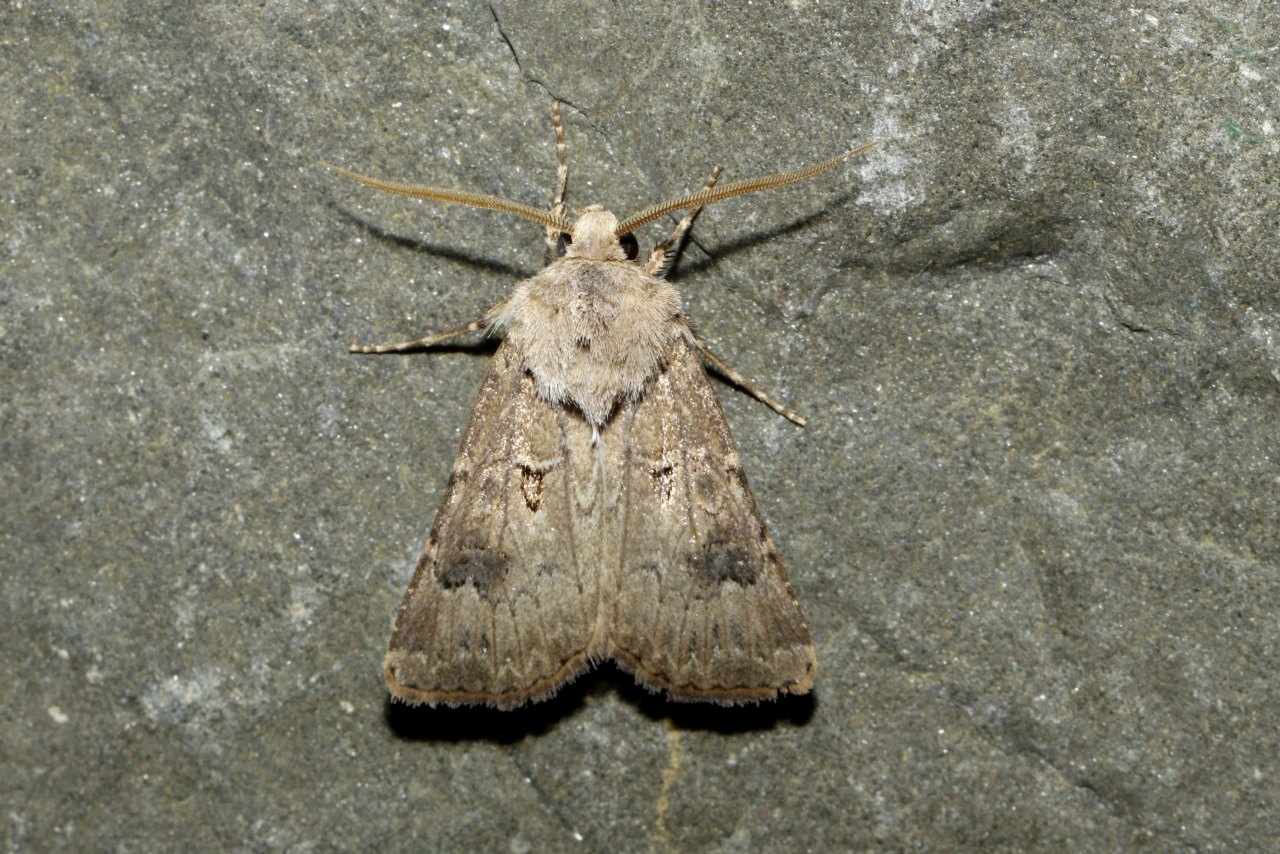 Agrotis bigramma (Esper, 1790) - Noctuelle trapue