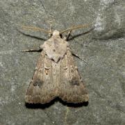 Agrotis bigramma (Esper, 1790) - Noctuelle trapue