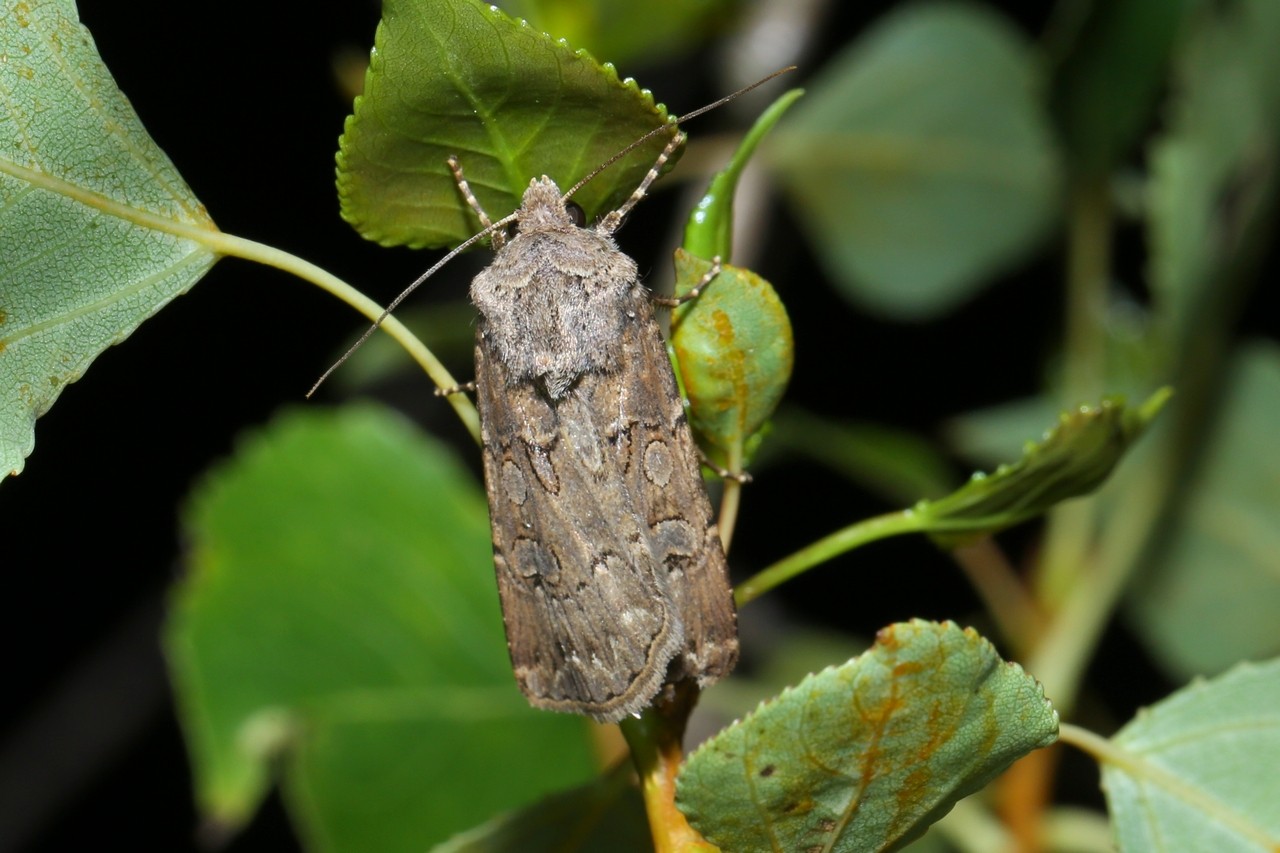 Agrotis bigramma (Esper, 1790) - Noctuelle trapue (femelle)