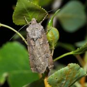 Agrotis bigramma (Esper, 1790) - Noctuelle trapue (femelle)