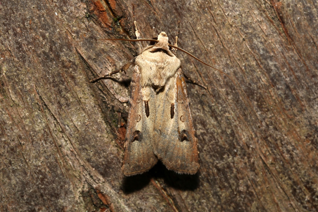 Agrotis exclamationis (Linnaeus, 1758) - Point d'Exclamation