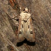 Agrotis exclamationis (Linnaeus, 1758) - Point d'Exclamation