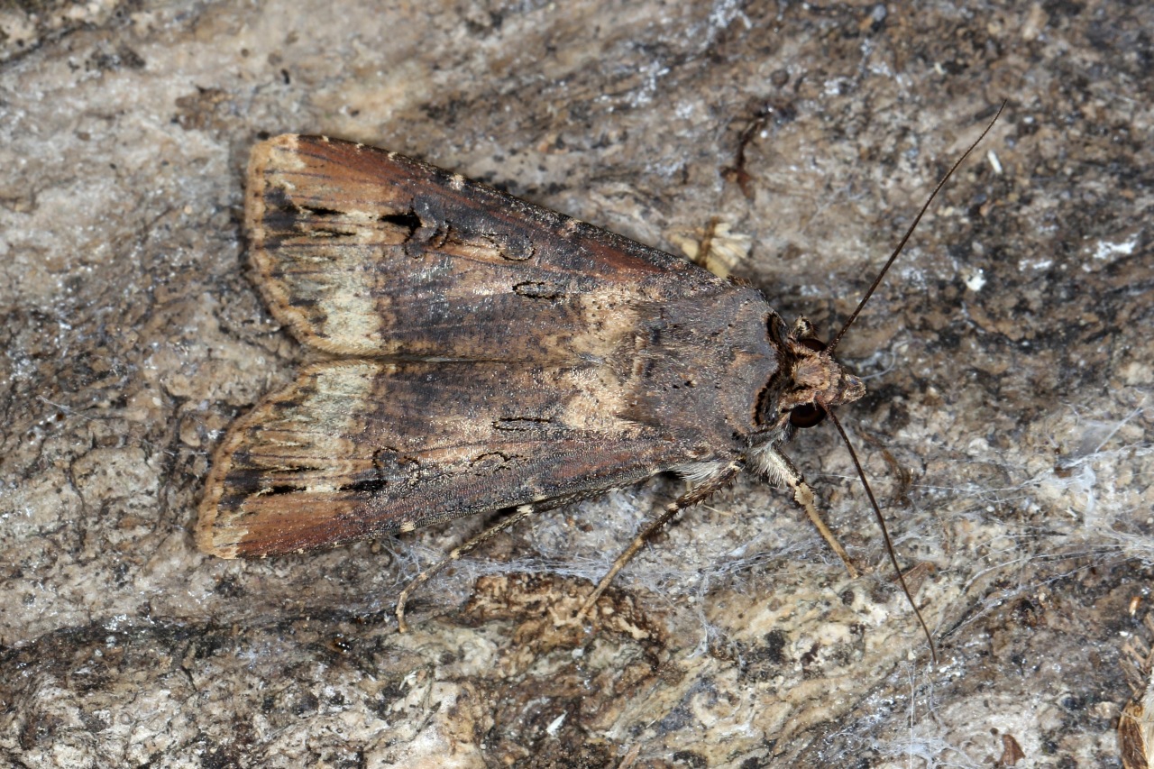 Agrotis ipsilon (Hufnagel, 1766) - Noctuelle baignée