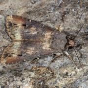 Agrotis ipsilon (Hufnagel, 1766) - Noctuelle baignée