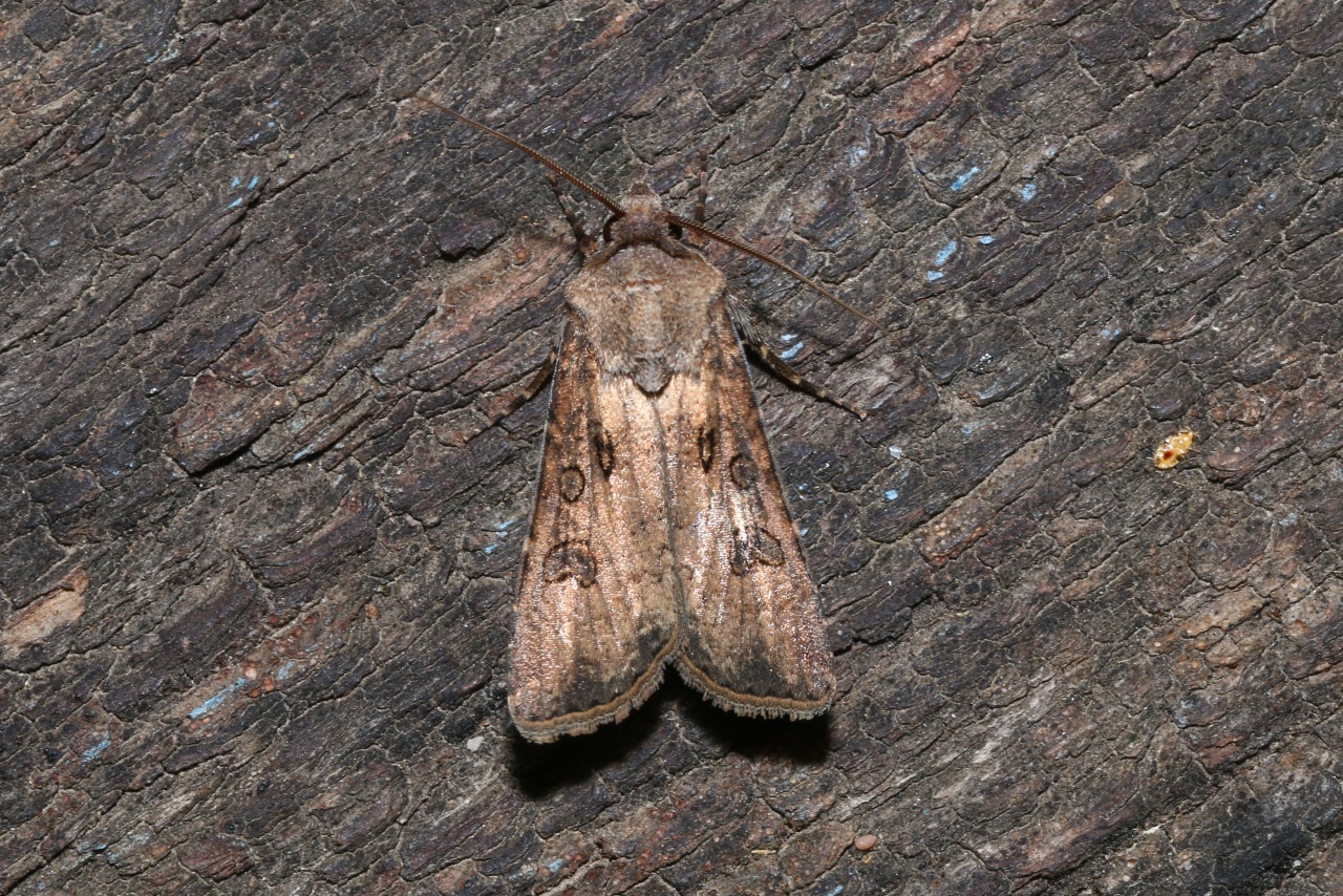 Agrotis segetum (Denis & Schiffermüller, 1775) - Noctuelle des Moissons