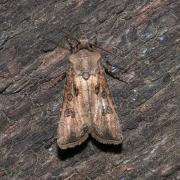 Agrotis segetum (Denis & Schiffermüller, 1775) - Noctuelle des Moissons