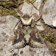 Allophyes oxyacanthae (Linnaeus, 1758) - Aubépinière