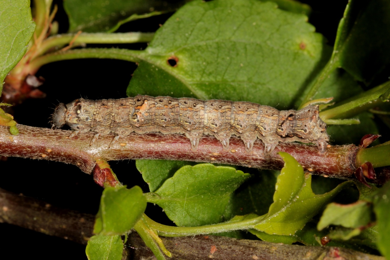 Allophyes oxyacanthae (Linnaeus, 1758) - Aubépinière (chenille)