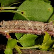 Allophyes oxyacanthae (Linnaeus, 1758) - Aubépinière (chenille)