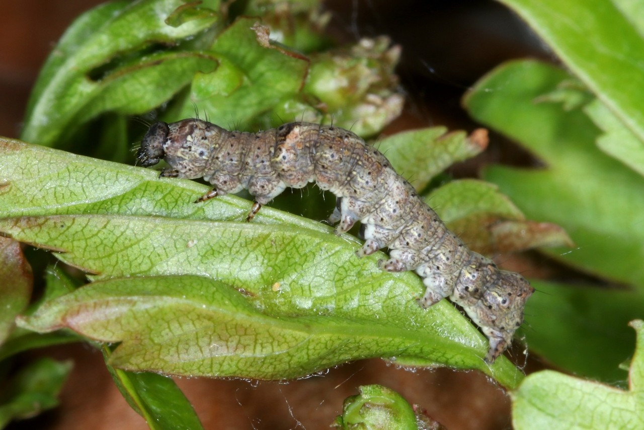 Allophyes oxyacanthae (Linnaeus, 1758) - Aubépinière (chenille)