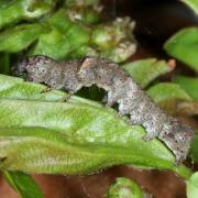 Allophyes oxyacanthae (Linnaeus, 1758) - Aubépinière (chenille)