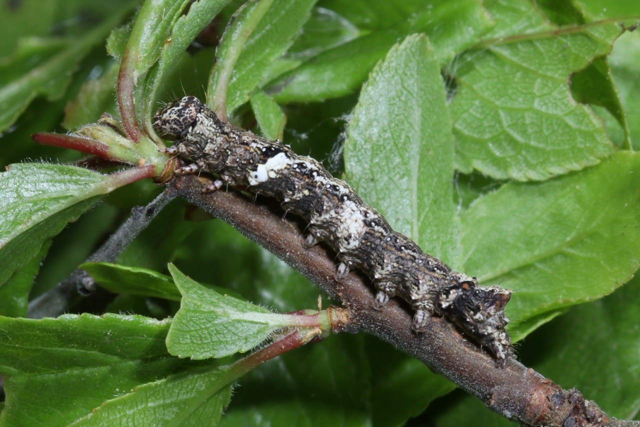 Allophyes oxyacanthae (Linnaeus, 1758) - Aubépinière (chenille stade 5)