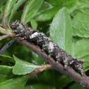 Allophyes oxyacanthae (Linnaeus, 1758) - Aubépinière (chenille stade 5)