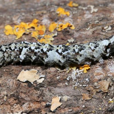 Allophyes oxyacanthae (Linnaeus, 1758) - Aubépinière (chenille)