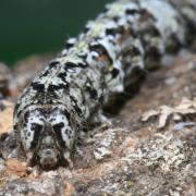 Allophyes oxyacanthae (Linnaeus, 1758) - Aubépinière (chenille)