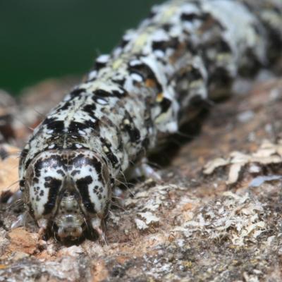 Allophyes oxyacanthae (Linnaeus, 1758) - Aubépinière (chenille)