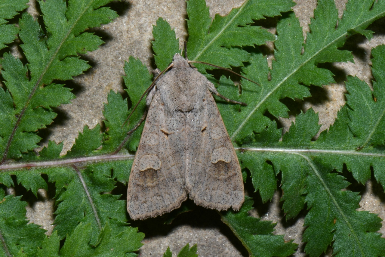 Ammoconia caecimacula (Denis & Schiffermüller, 1775) - Tache effacée, Noctuelle aveugle