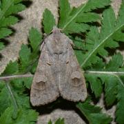 Ammoconia caecimacula (Denis & Schiffermüller, 1775) - Tache effacée, Noctuelle aveugle