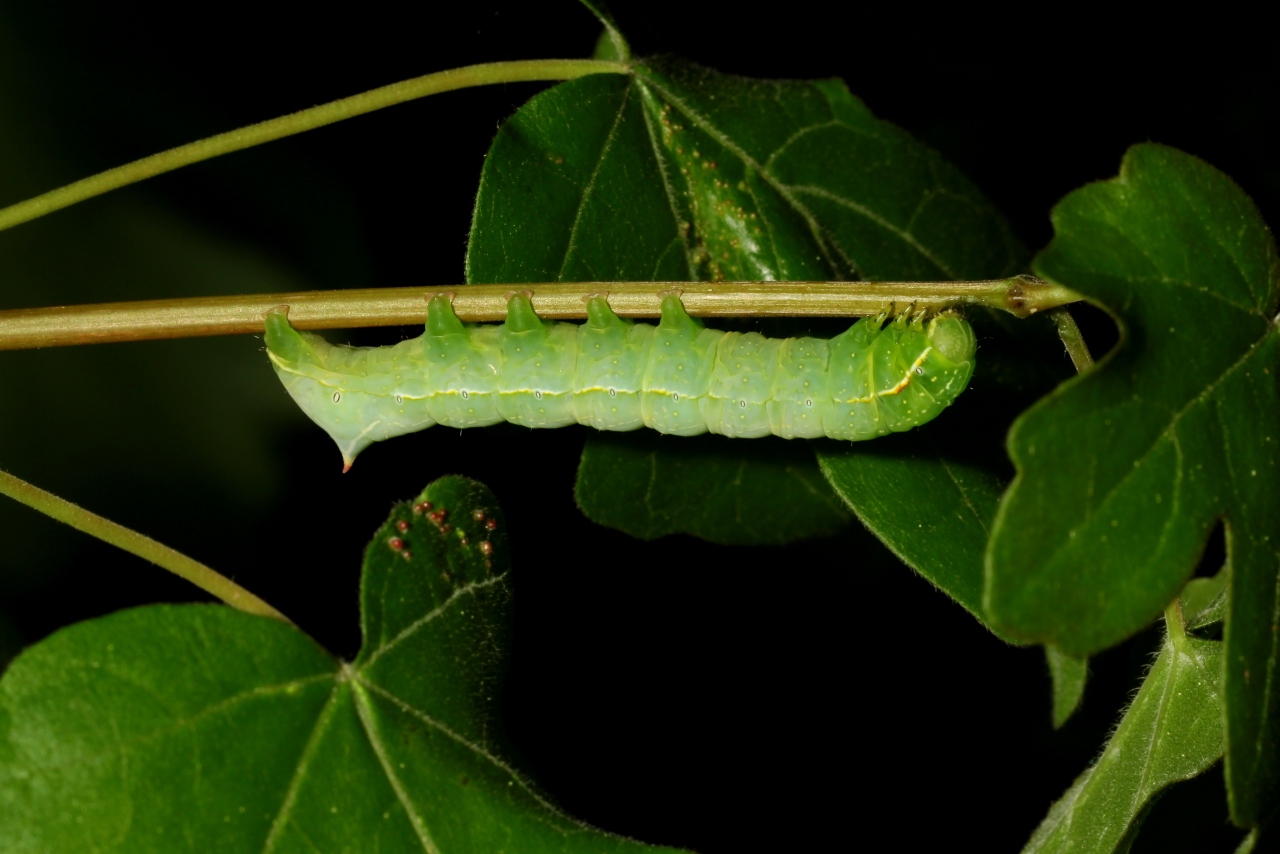 Amphipyra berbera Rungs, 1949 - Berbère (chenille)