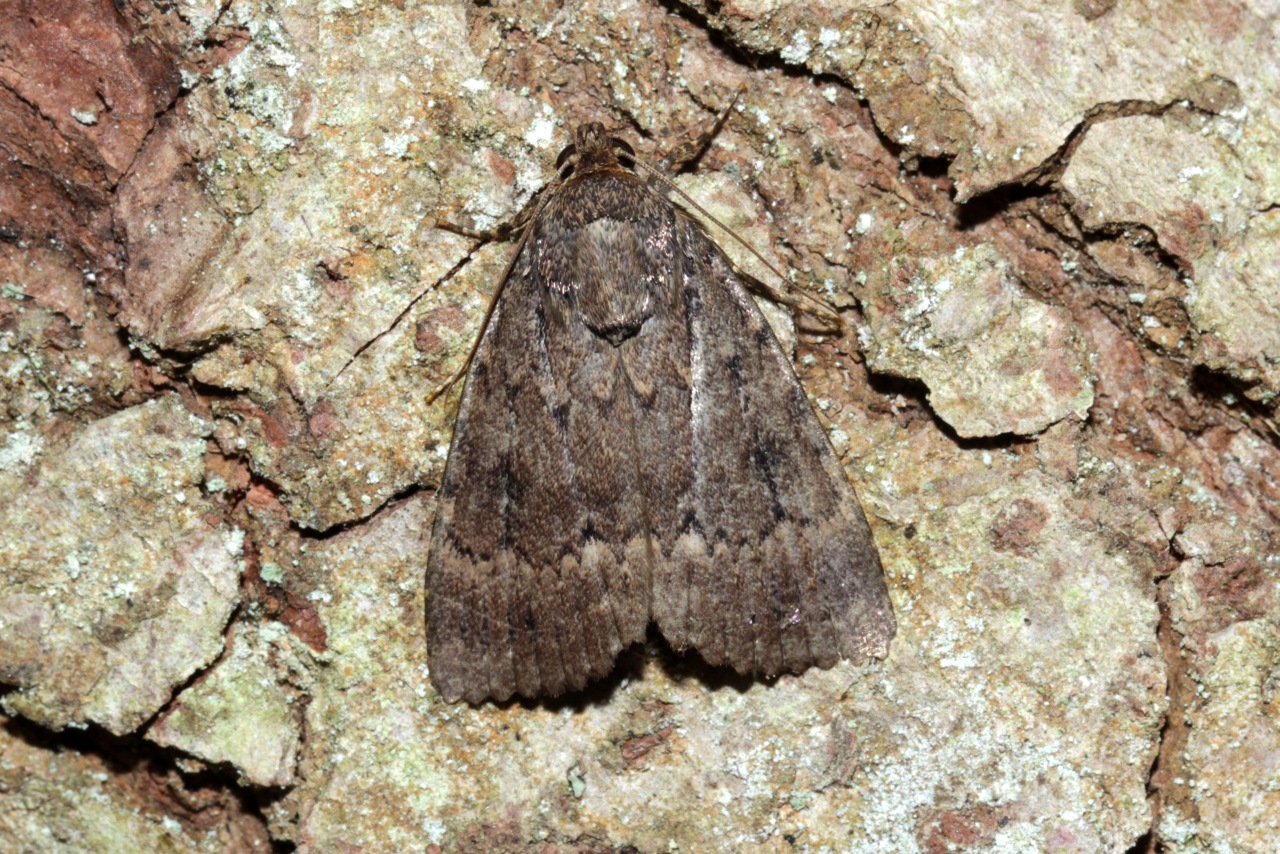 Amphipyra pyramidea (Linnaeus, 1758) - Pyramide  