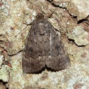 Amphipyra pyramidea (Linnaeus, 1758) - Pyramide  