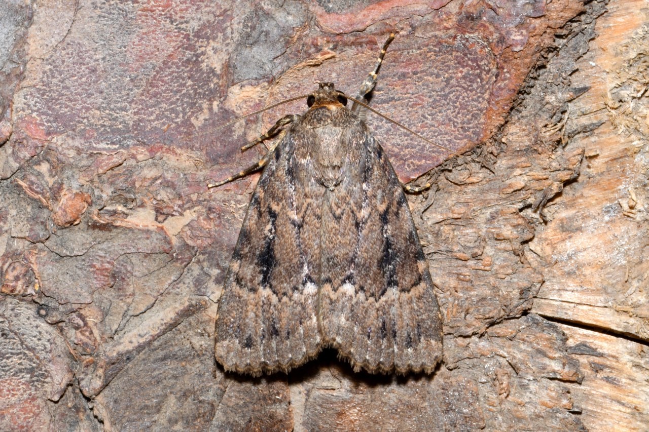 Amphipyra pyramidea (Linnaeus, 1758) - Pyramide  