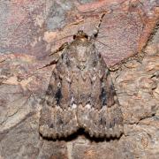 Amphipyra pyramidea (Linnaeus, 1758) - Pyramide  