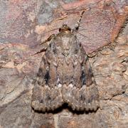 Amphipyra pyramidea (Linnaeus, 1758) - Pyramide  