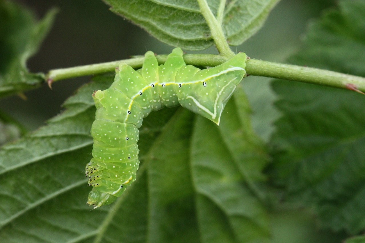 Amphipyra pyramidea (Linnaeus, 1758) - Pyramide (chenille)