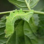 Amphipyra pyramidea (Linnaeus, 1758) - Pyramide (chenille)