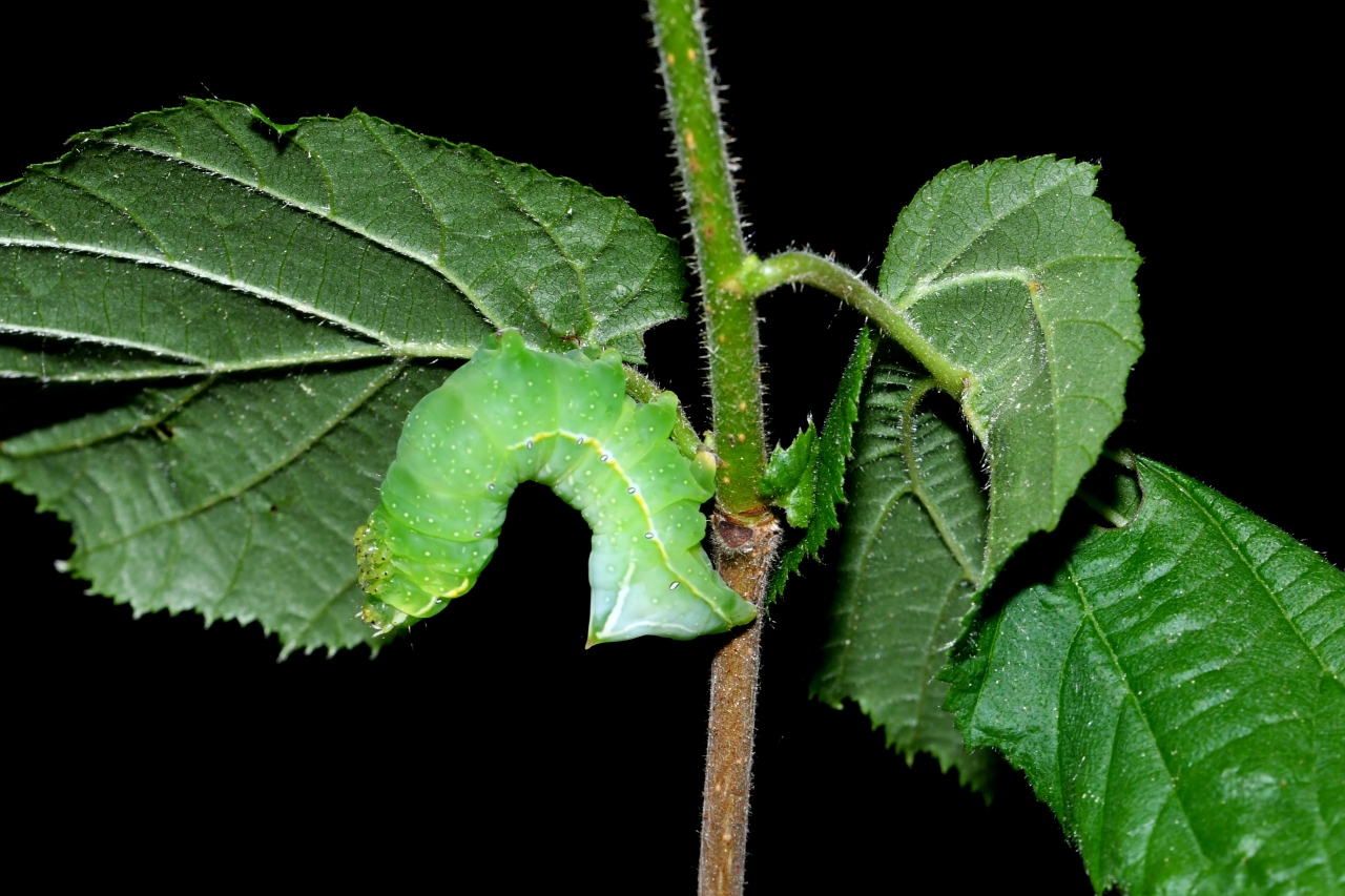 Amphipyra pyramidea (Linnaeus, 1758) - Pyramide (chenille)