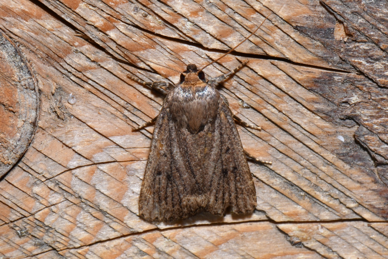 Amphipyra tragopoginis (Clerck, 1759) - Noctuelle du Salsifis, Triponctuée