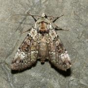 Anaplectoides prasinus (Denis & Schiffermüller, 1775) - Noctuelle verte