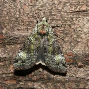 Anaplectoides prasinus (Denis & Schiffermüller, 1775) - Noctuelle verte