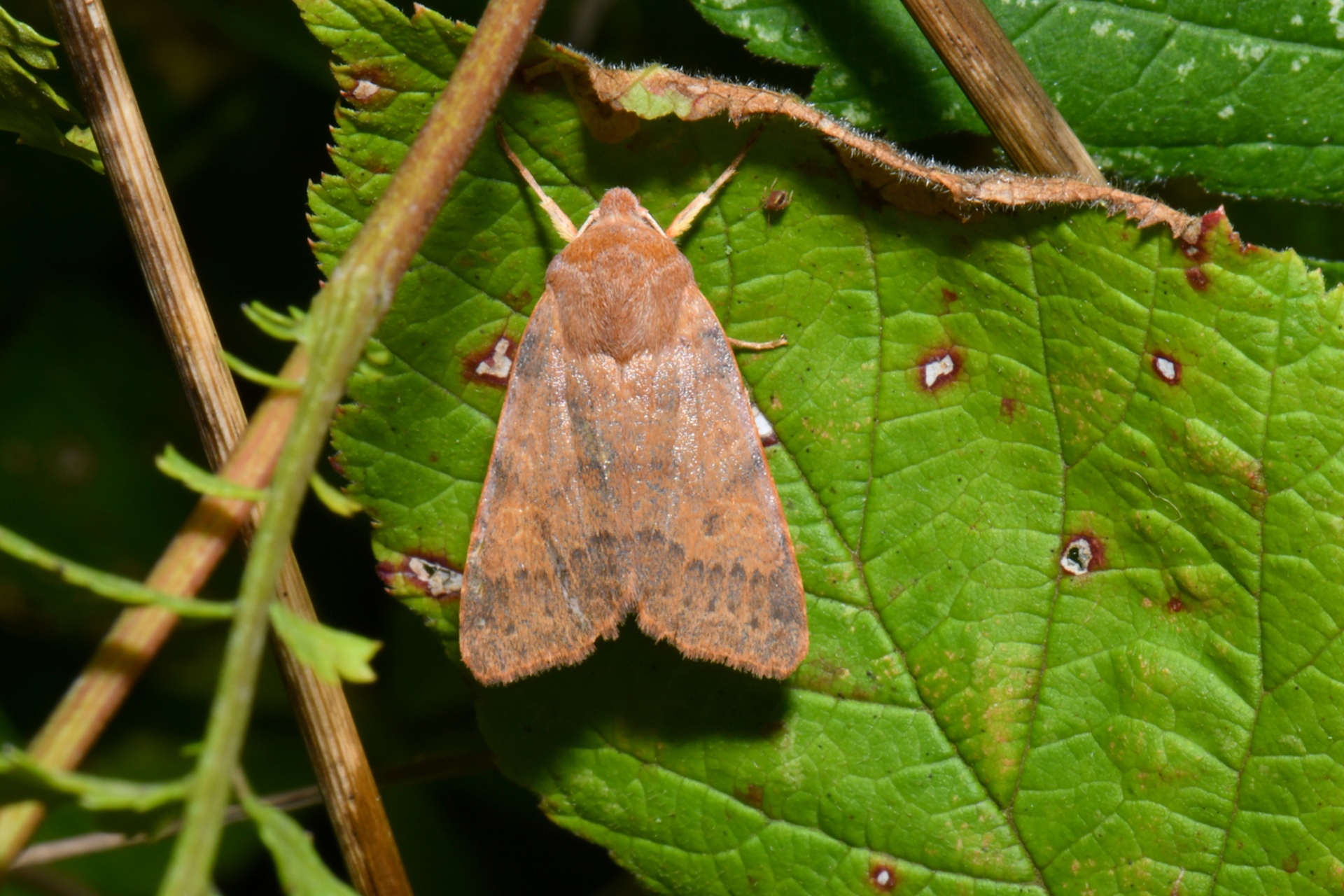 Anchoscelis helvola (Linnaeus, 1758) - Xanthie rufine, Dorée 